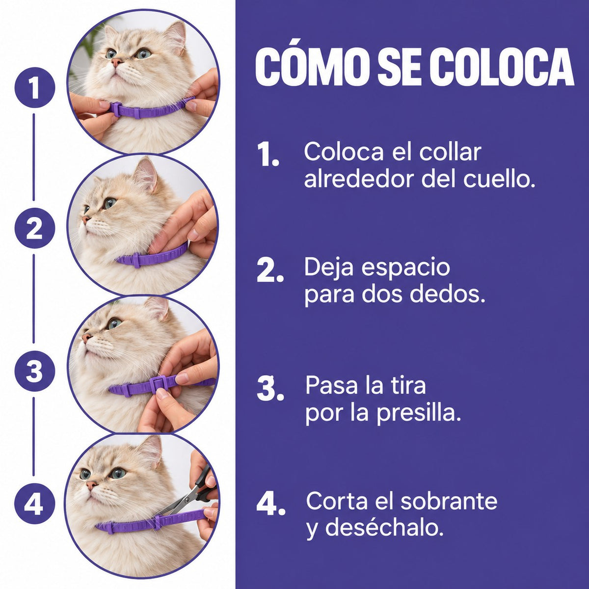 Cómo colocar el collar calmante